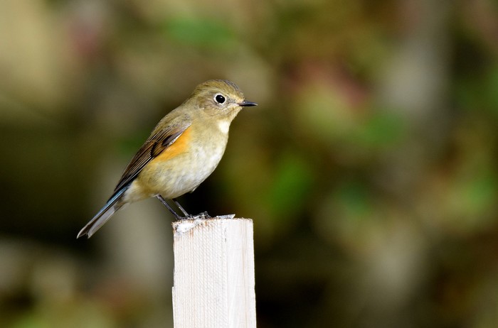 Red-flanked Bluetail