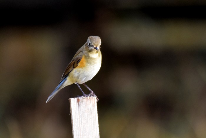 Red-flanked Bluetail