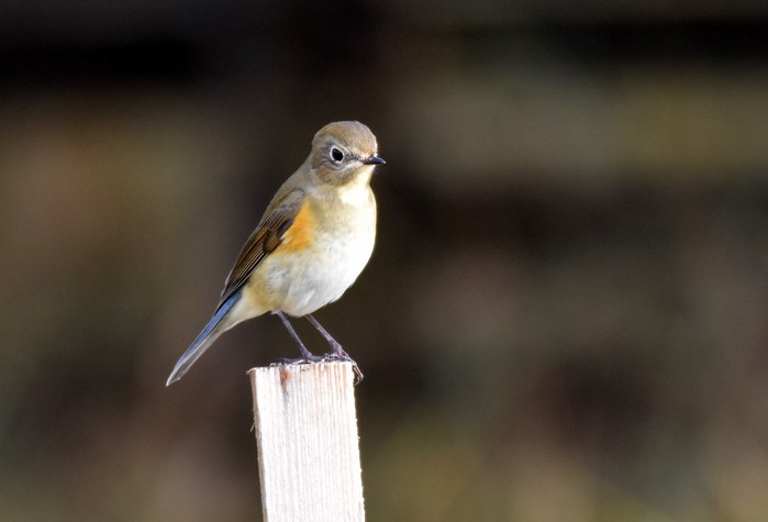 Red-flanked Bluetail