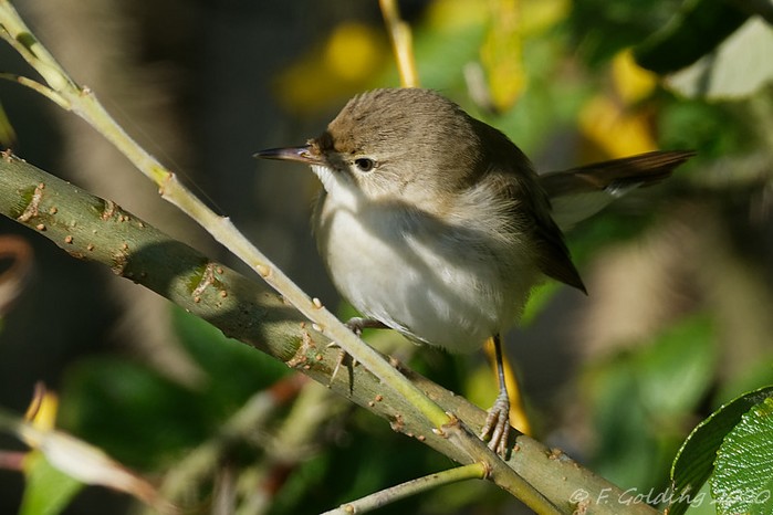 Blyth's Reed Warbler