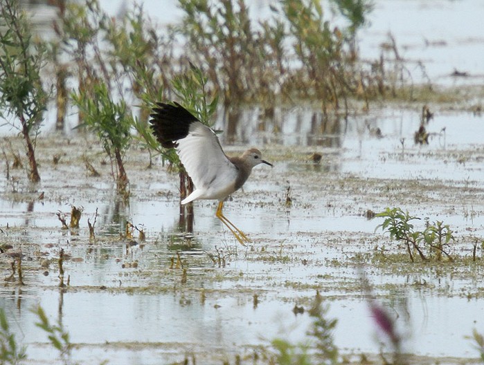 White-tailed Plover