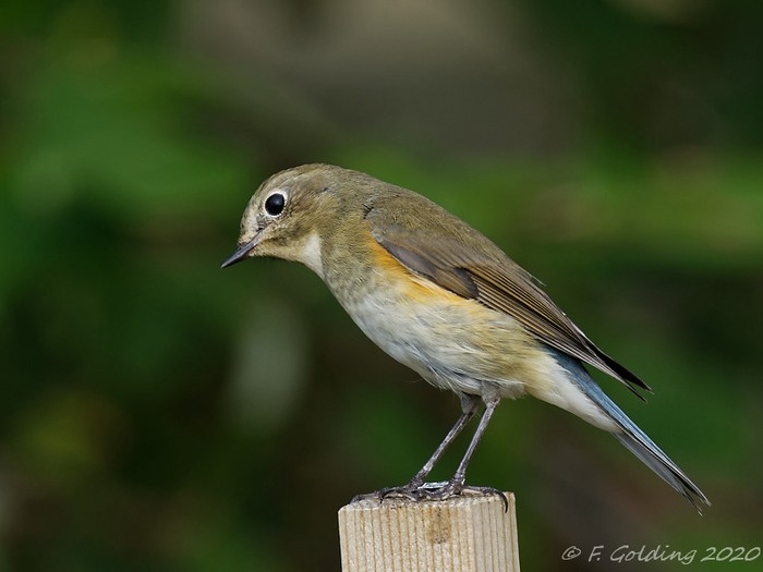 Red-flanked Bluetail