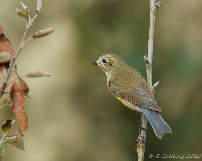 Red-flanked Bluetail