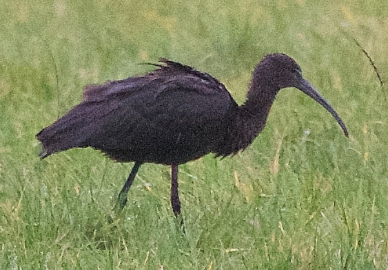 Glossy Ibis