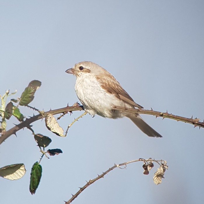 Red-backed Shrike