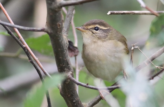 Radde's Warbler