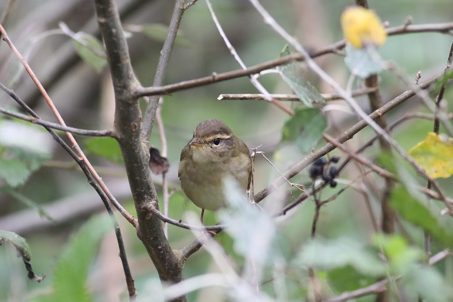 Radde's Warbler