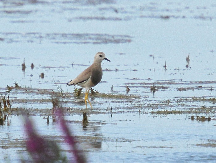 White-tailed Plover