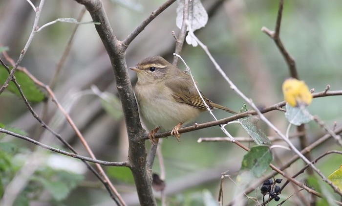 Radde's Warbler
