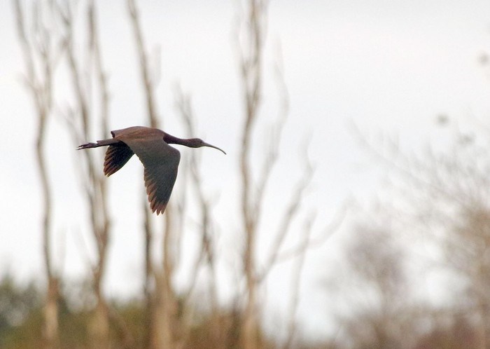 Glossy Ibis