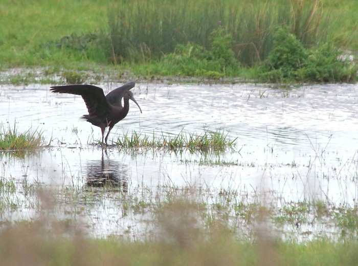 Glossy Ibis