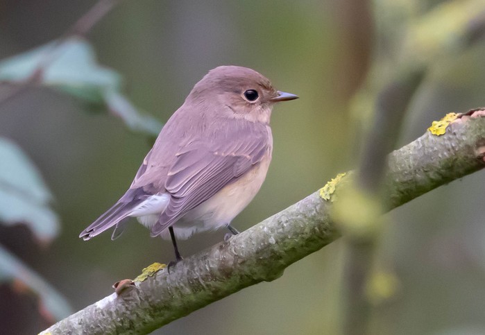 Red-breasted Flycatcher