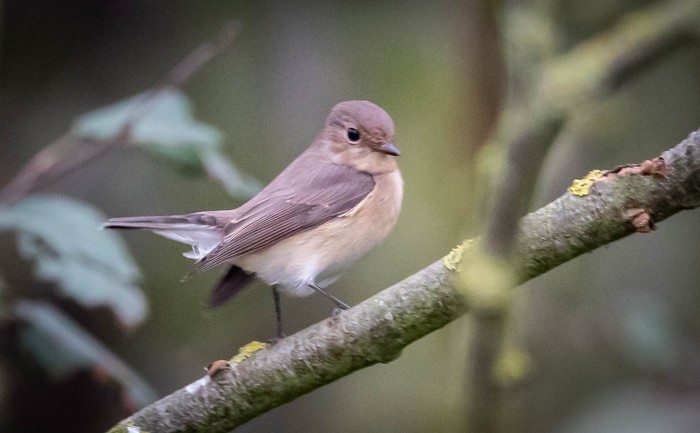 Red-breasted Flycatcher