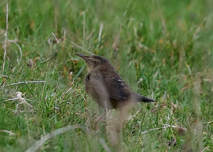 Pallas's Grasshopper Warbler