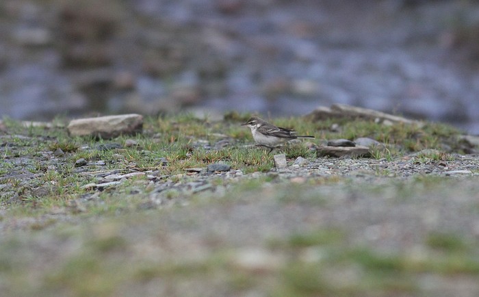Eastern Yellow Wagtail