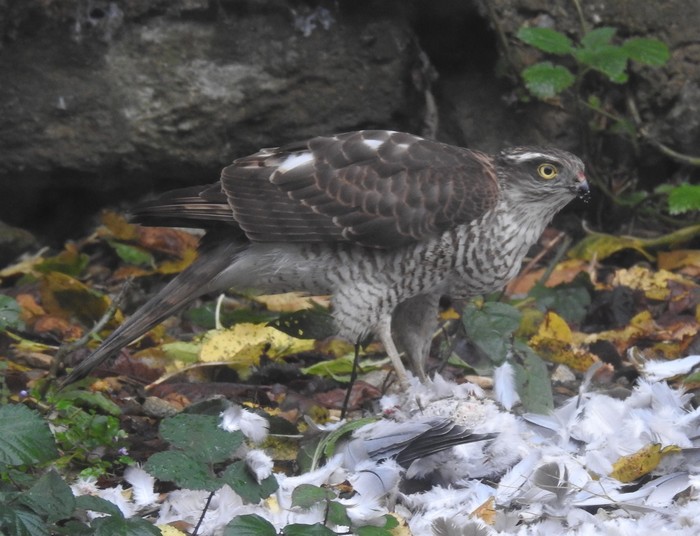 Sparrowhawk