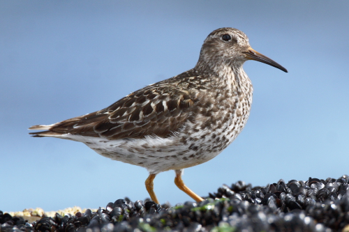 Purple Sandpiper