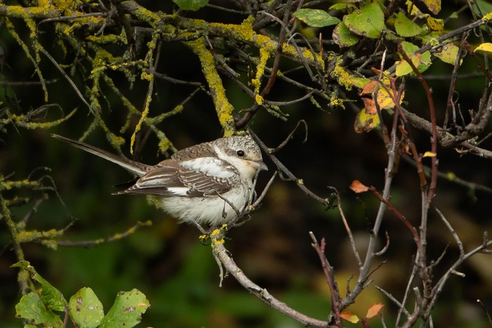 Masked Shrike