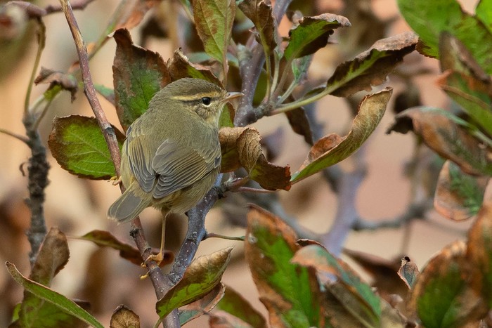 Radde's Warbler