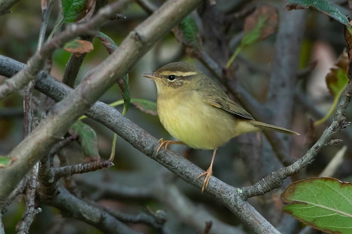 Radde's Warbler