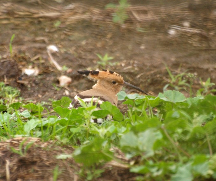 Hoopoe