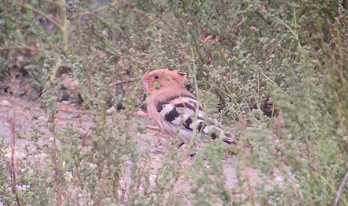 Hoopoe