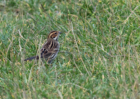 Little Bunting