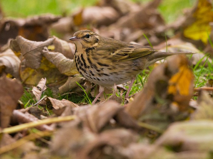 Olive-backed Pipit
