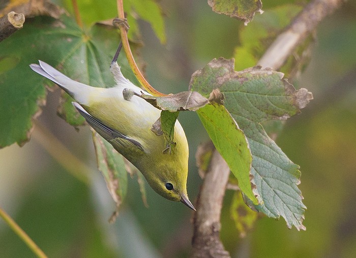 Tennessee Warbler