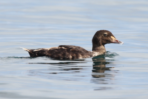 King Eider