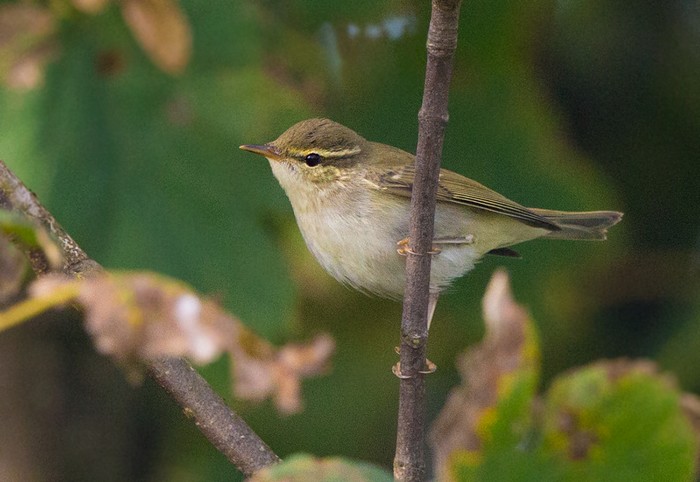 Arctic Warbler