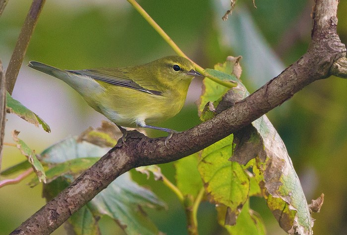 Tennessee Warbler