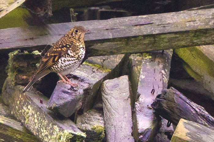 White's Thrush