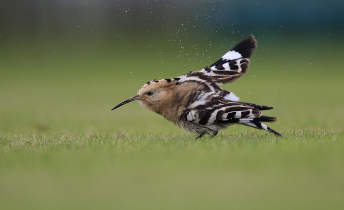 Hoopoe