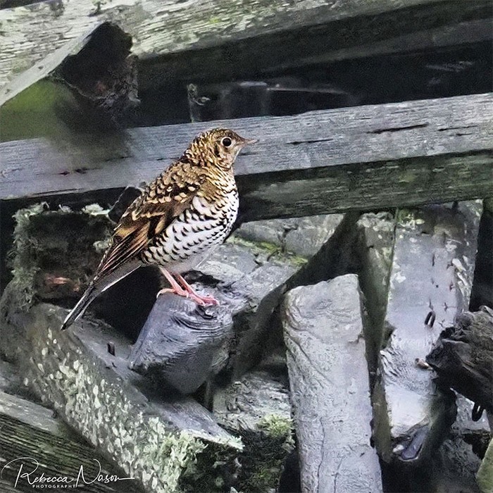 White's Thrush