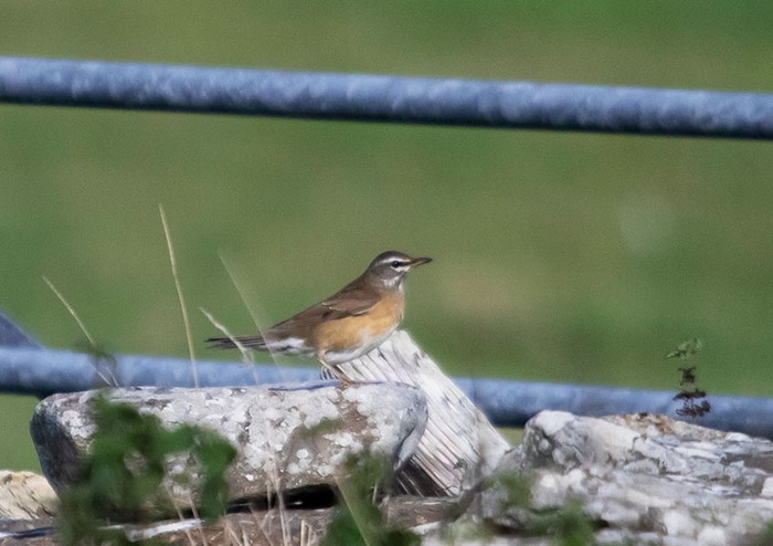 Eyebrowed Thrush