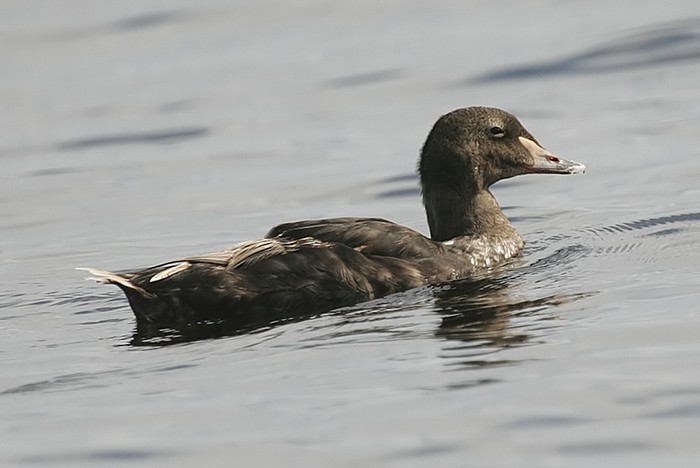 King Eider