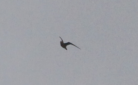 American Golden Plover