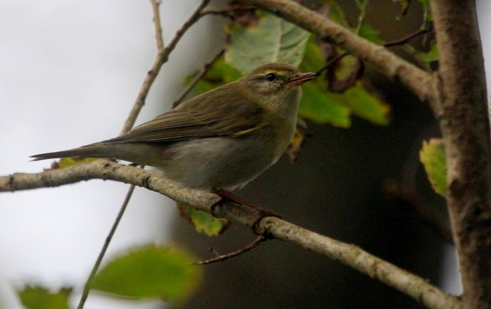 Willow Warbler
