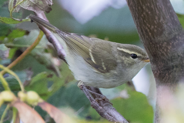Two-barred Greenish Warbler