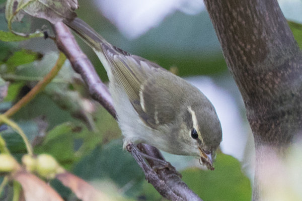 Two-barred Greenish Warbler