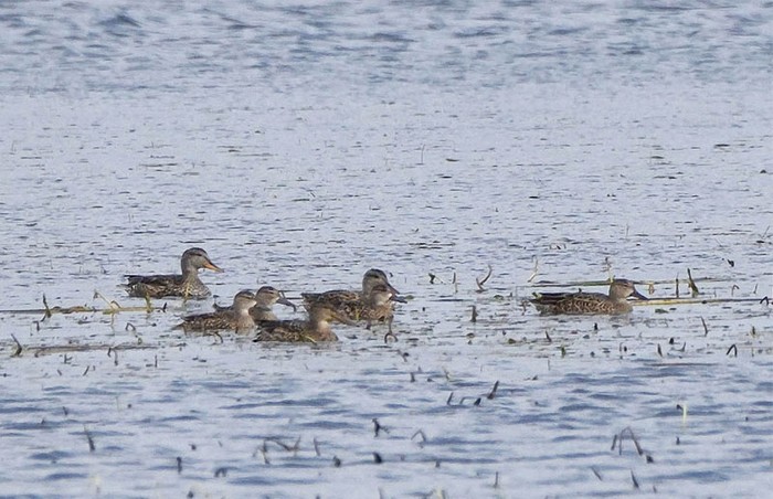 Blue-winged Teal