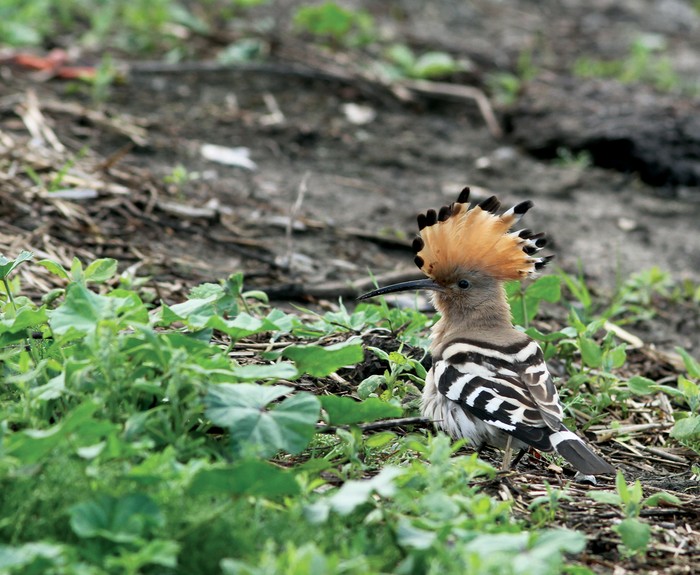 Hoopoe