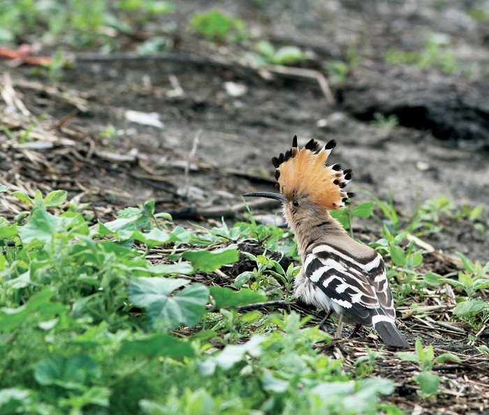 Hoopoe