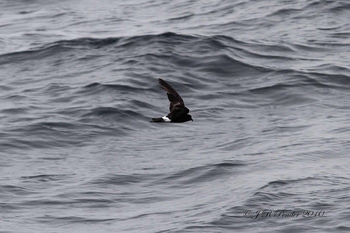 Wilson's Petrel