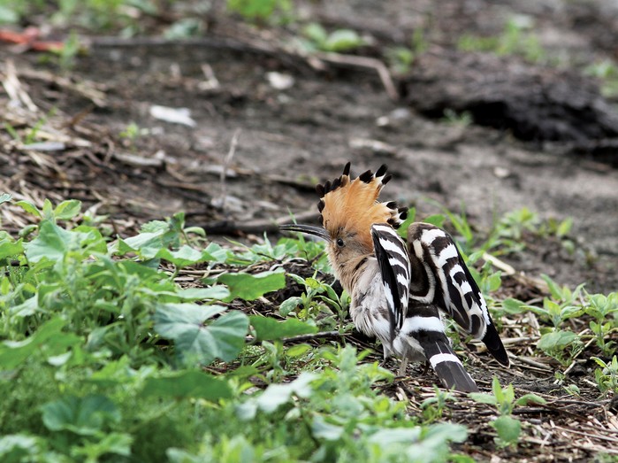 Hoopoe
