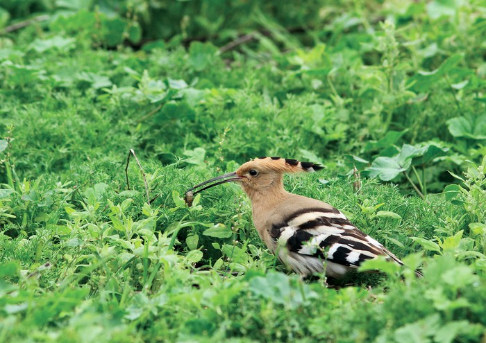 Hoopoe