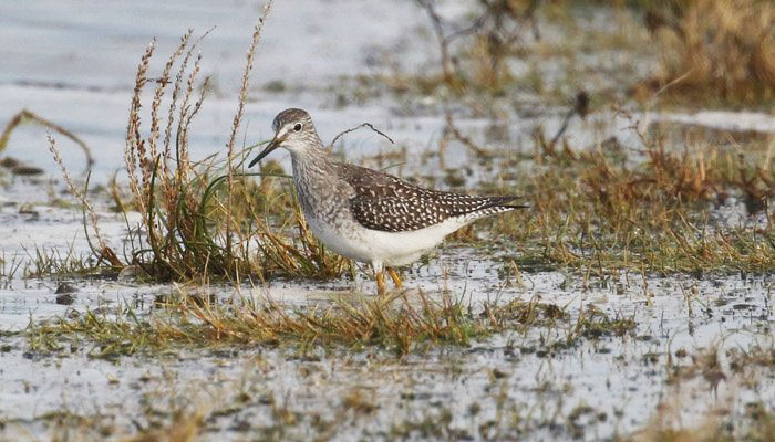 Lesser Yellowlegs