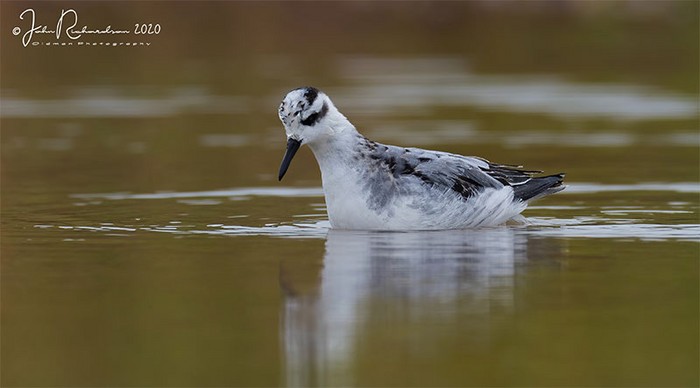 Grey Phalarope