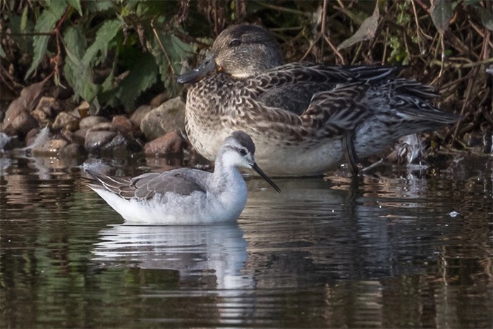 Wilson's Phalarope